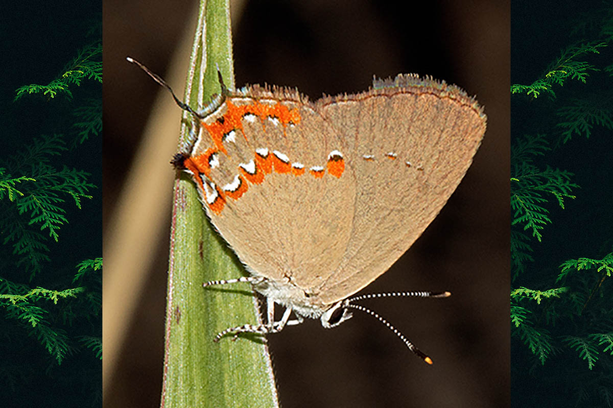 Ventral de Arawacus tarania