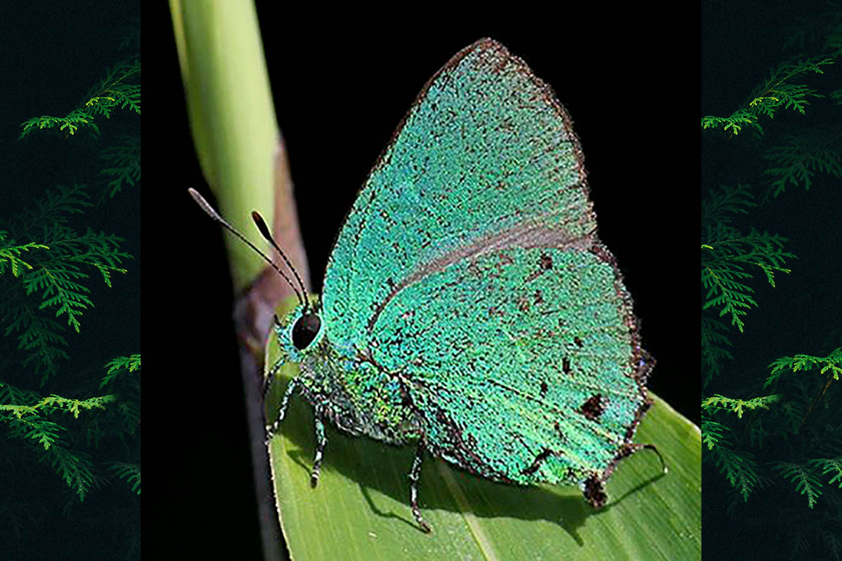 Ventral de Chalybs chloris