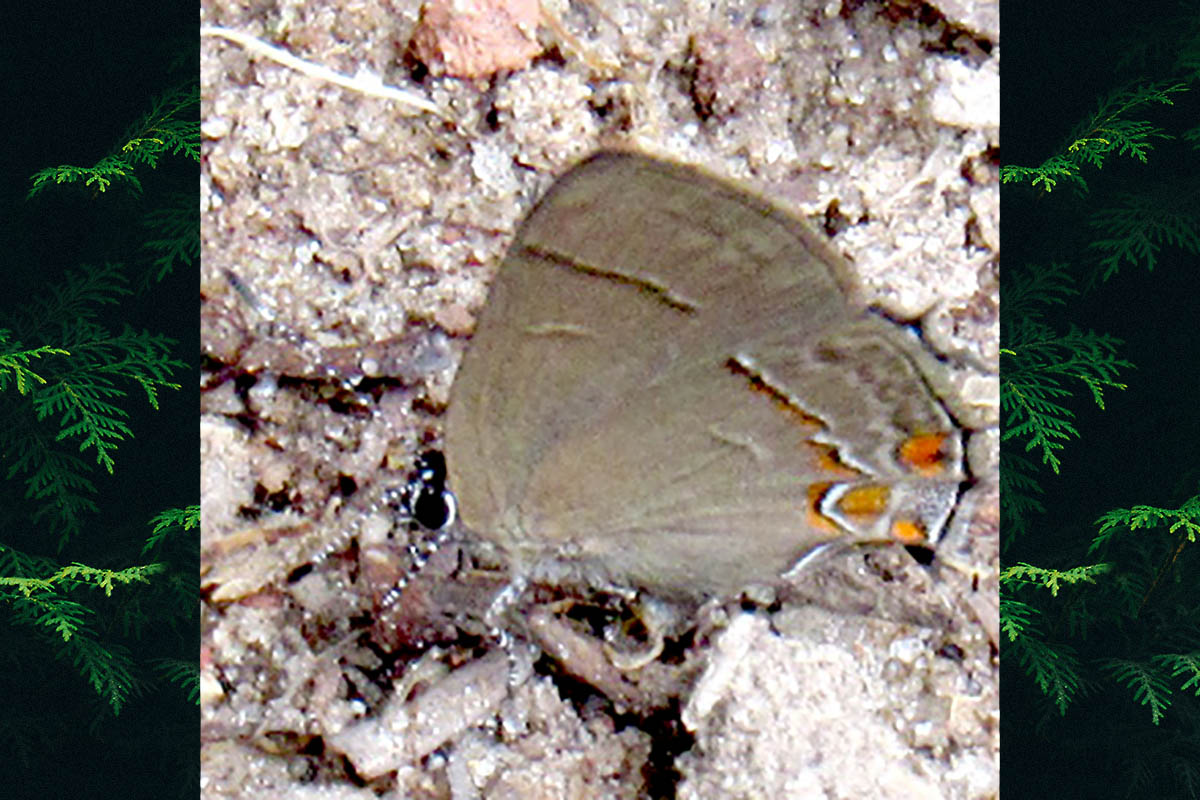 Ventral de Calycopis bellera