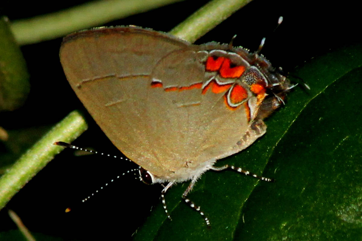 Ventral de Calycopis malta