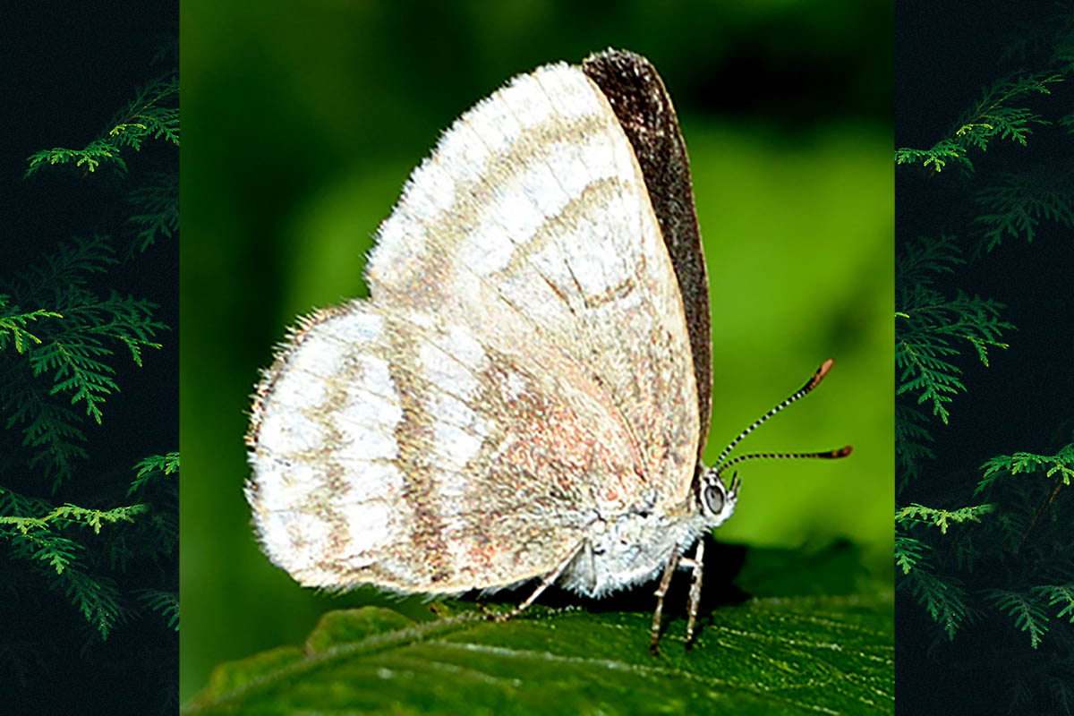 Ventral de Arawacus tadita