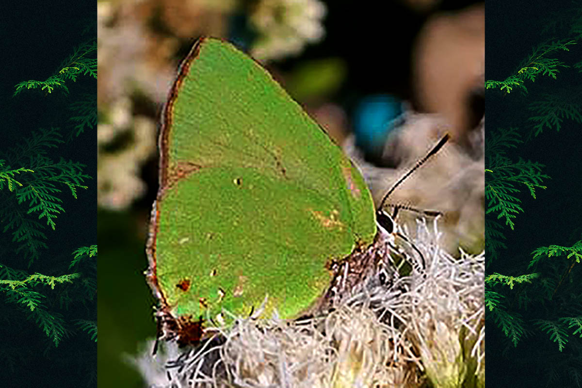 Ventral de Cyanophrys acaste