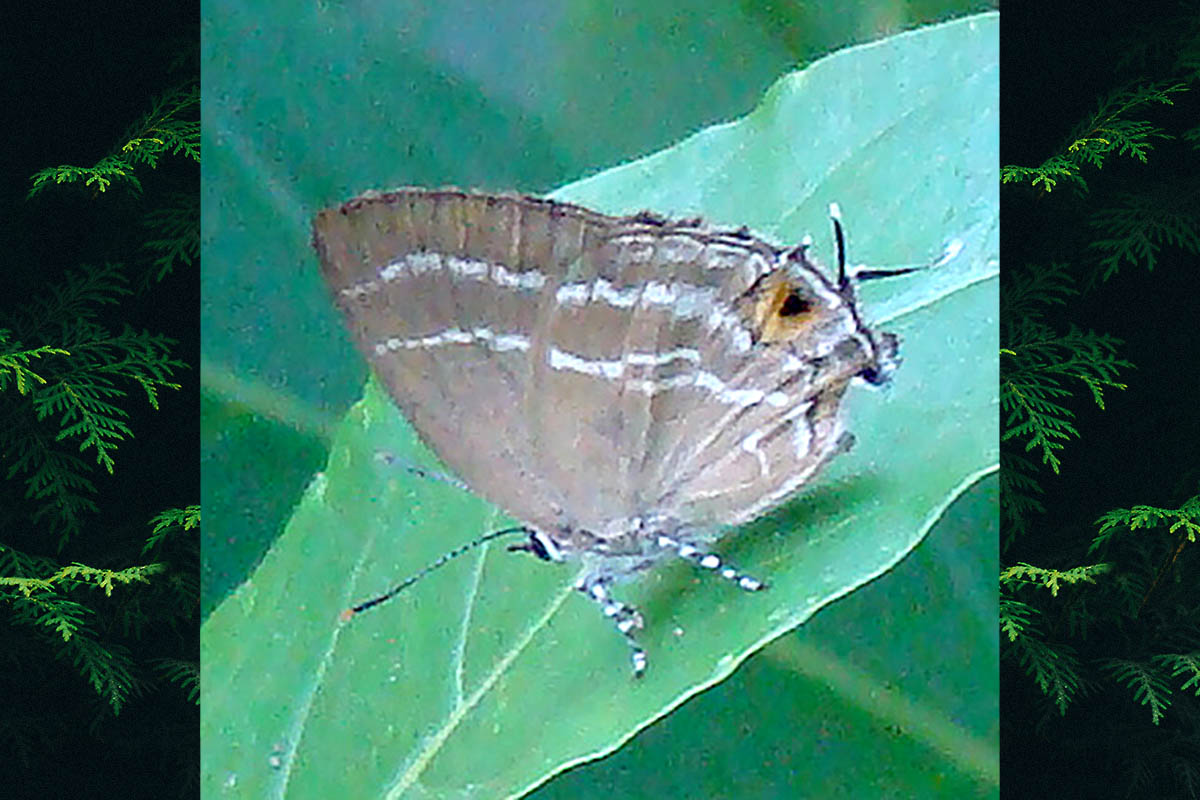 Ventral de Cupathecla cupentus