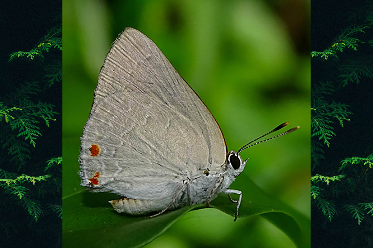 Ventral de Ignata elana