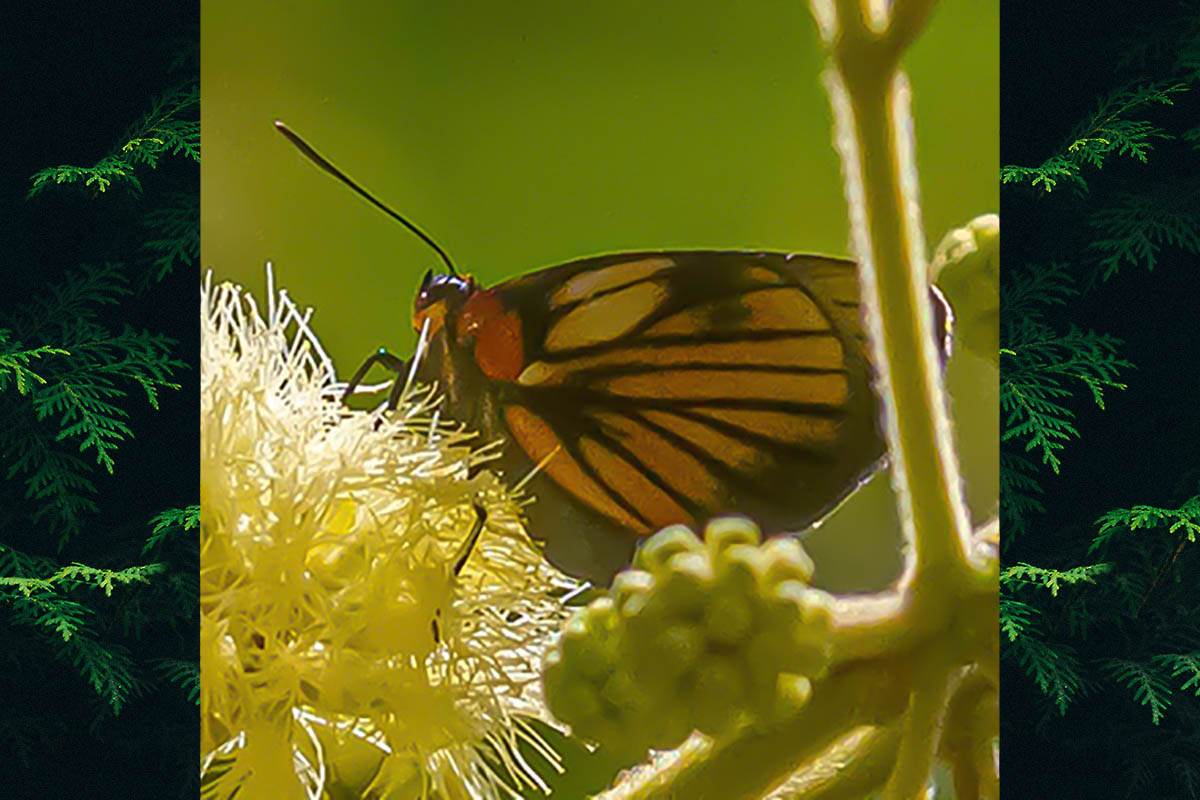 Ventral de Ipidecla schausi
