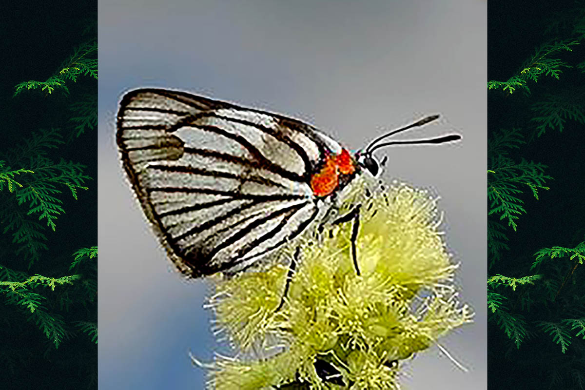 Ventral de Ipidecla crepundia