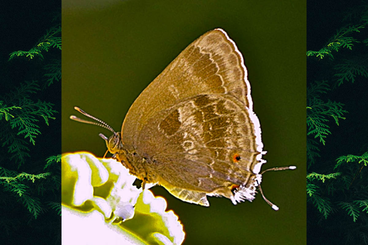 Ventral de Michaelus thordesa