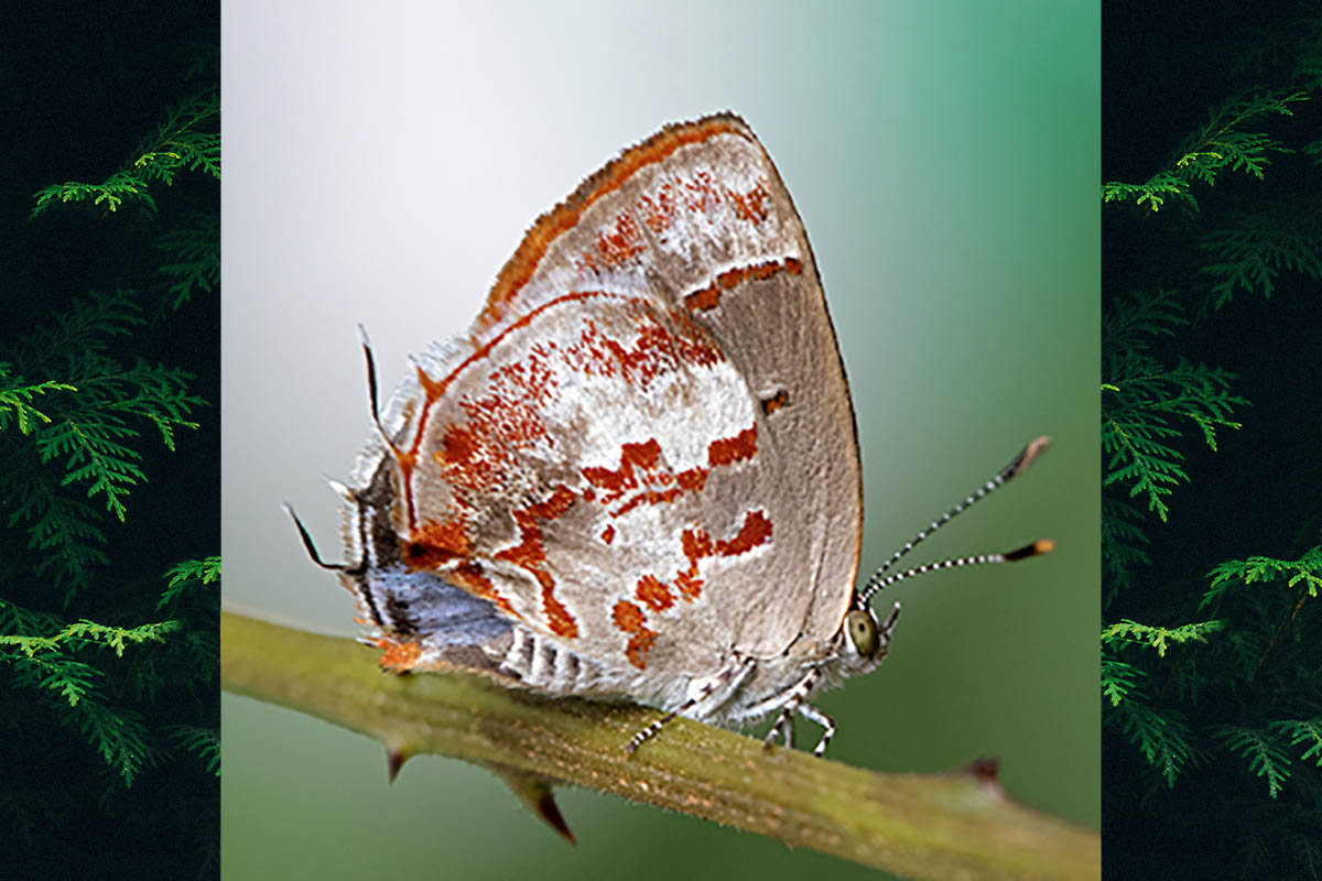 Ventral de Ministrymon arthuri
