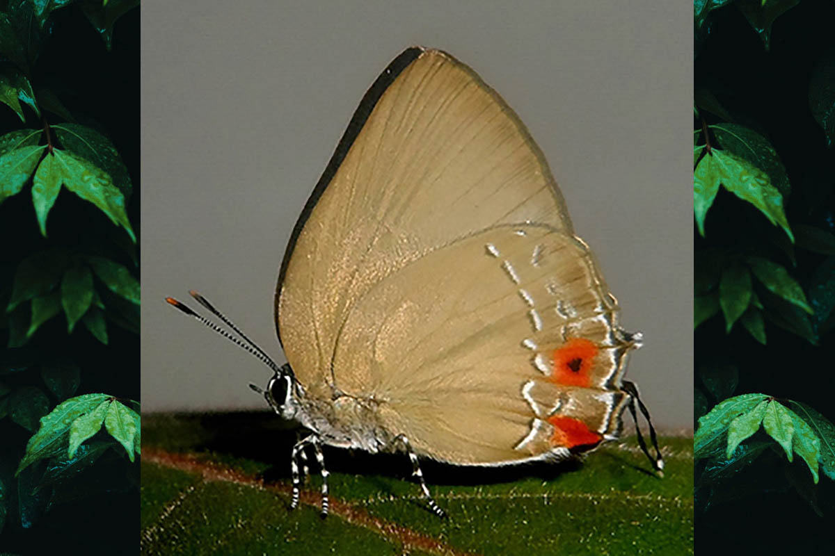 Ventral de Kolana ergina