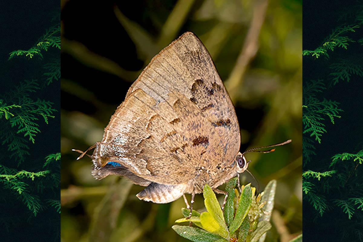 Ventral de Panthiades hebraeus