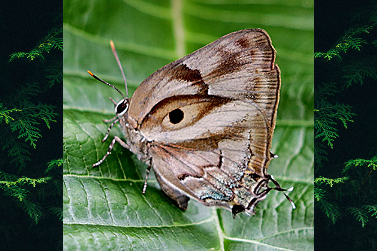 Ventral de Oenomaus atesa