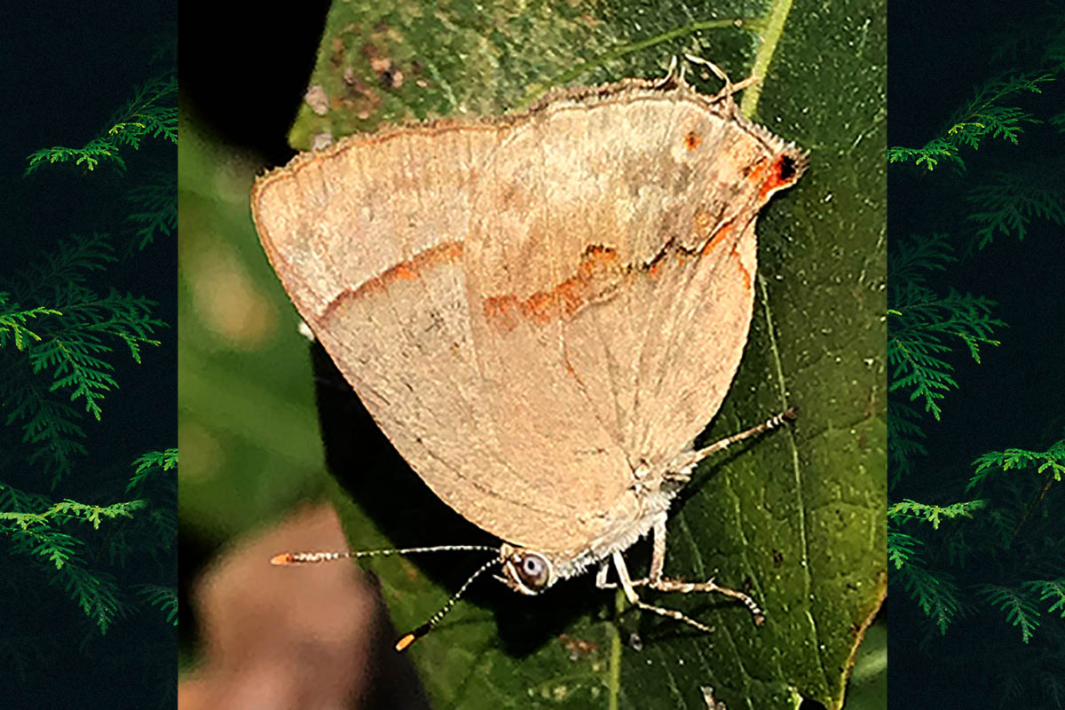Ventral de Nicolaea torris