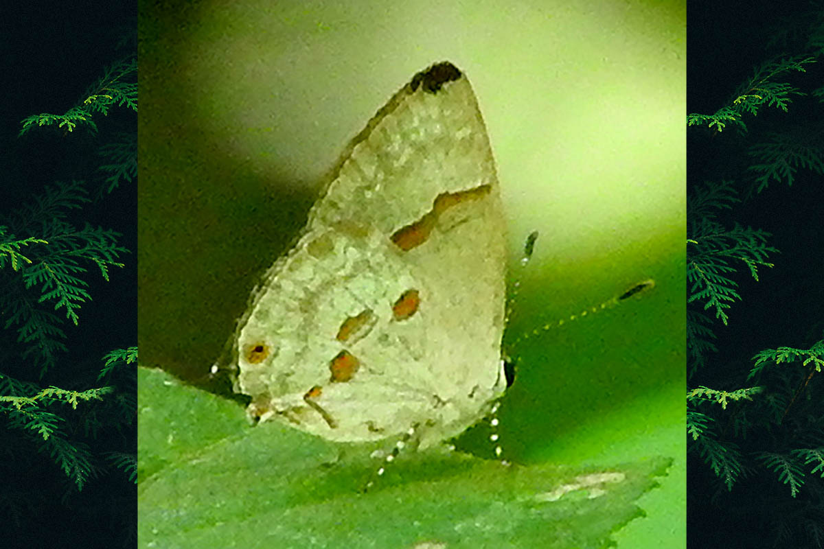 Ventral de Nicolaea dolium
