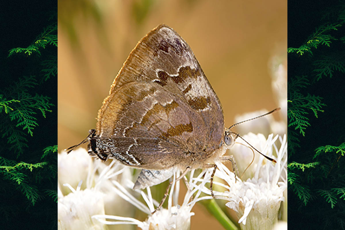 Ventral de Rekoa palegon