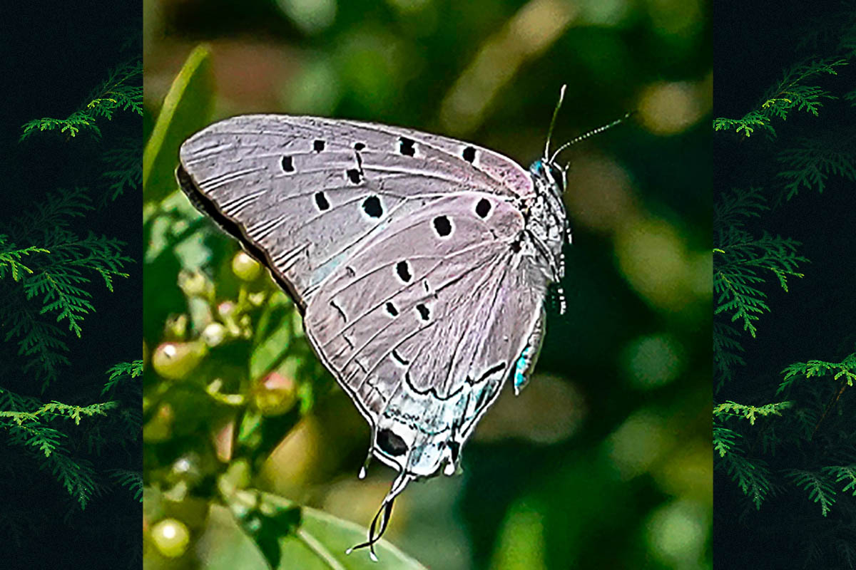 Ventral de Pseudolycaena marsyas