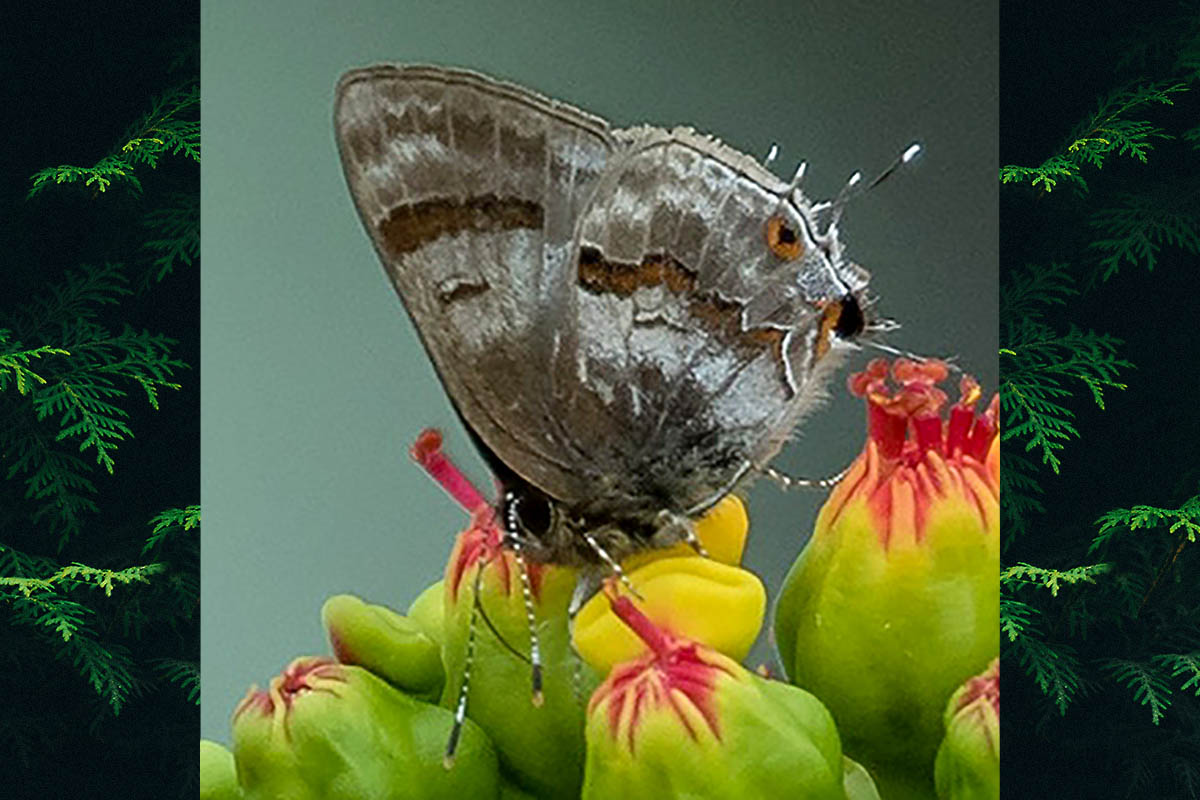 Ventral de Rubroserrata ecbatana