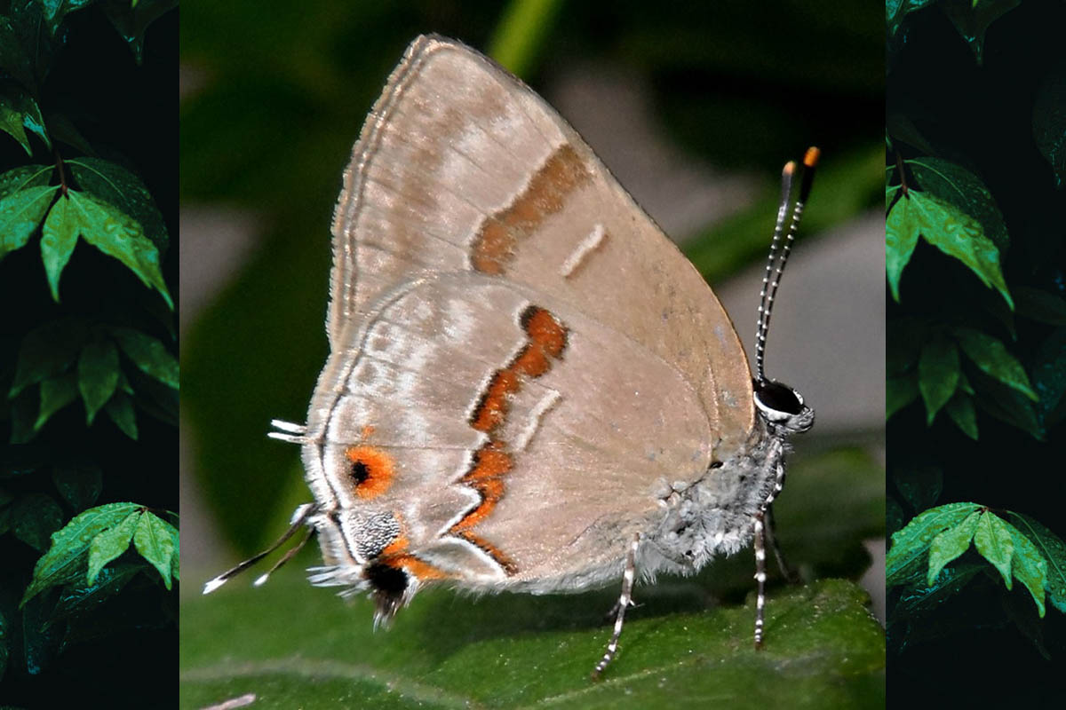 Fêmea de Rubroserrata ecbatana