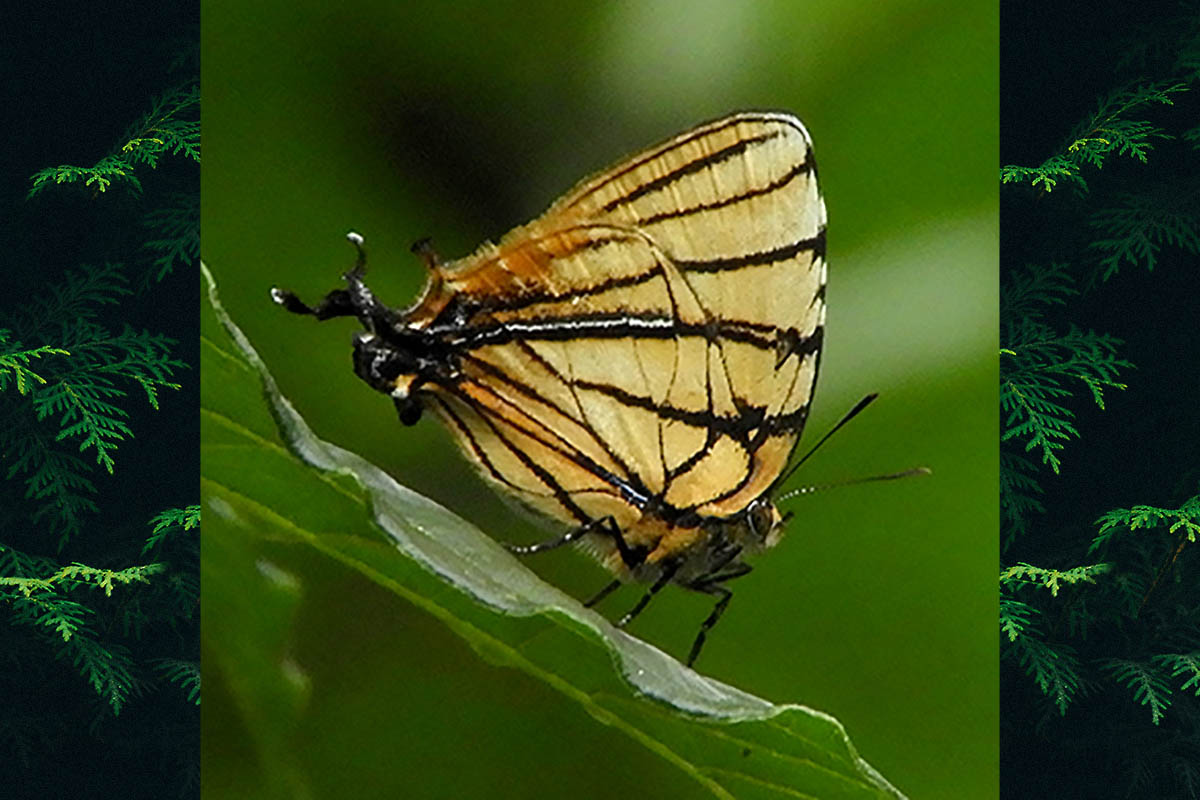 Ventral de Arawacus meliboeus
