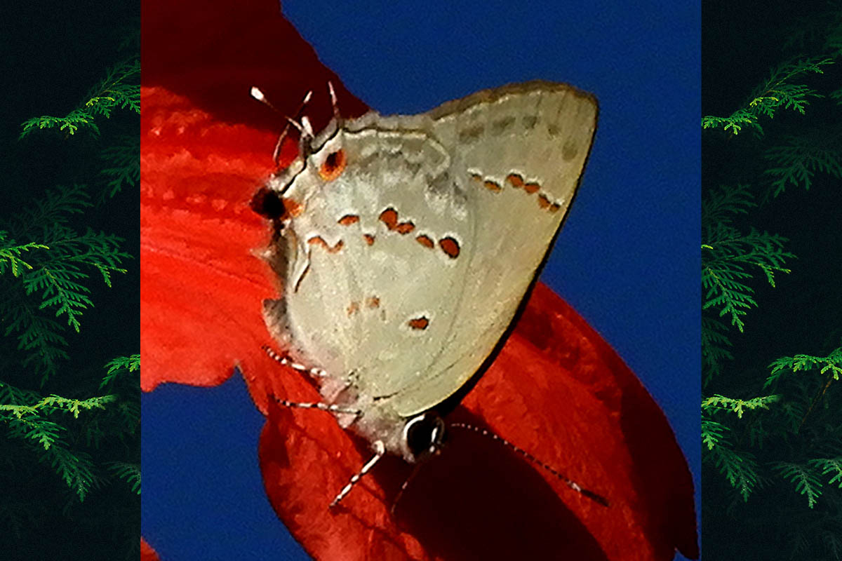 Ventral de Strymon megarus
