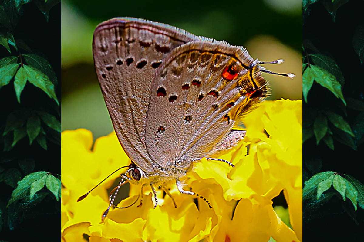 Ventral de Strymon eurytulus