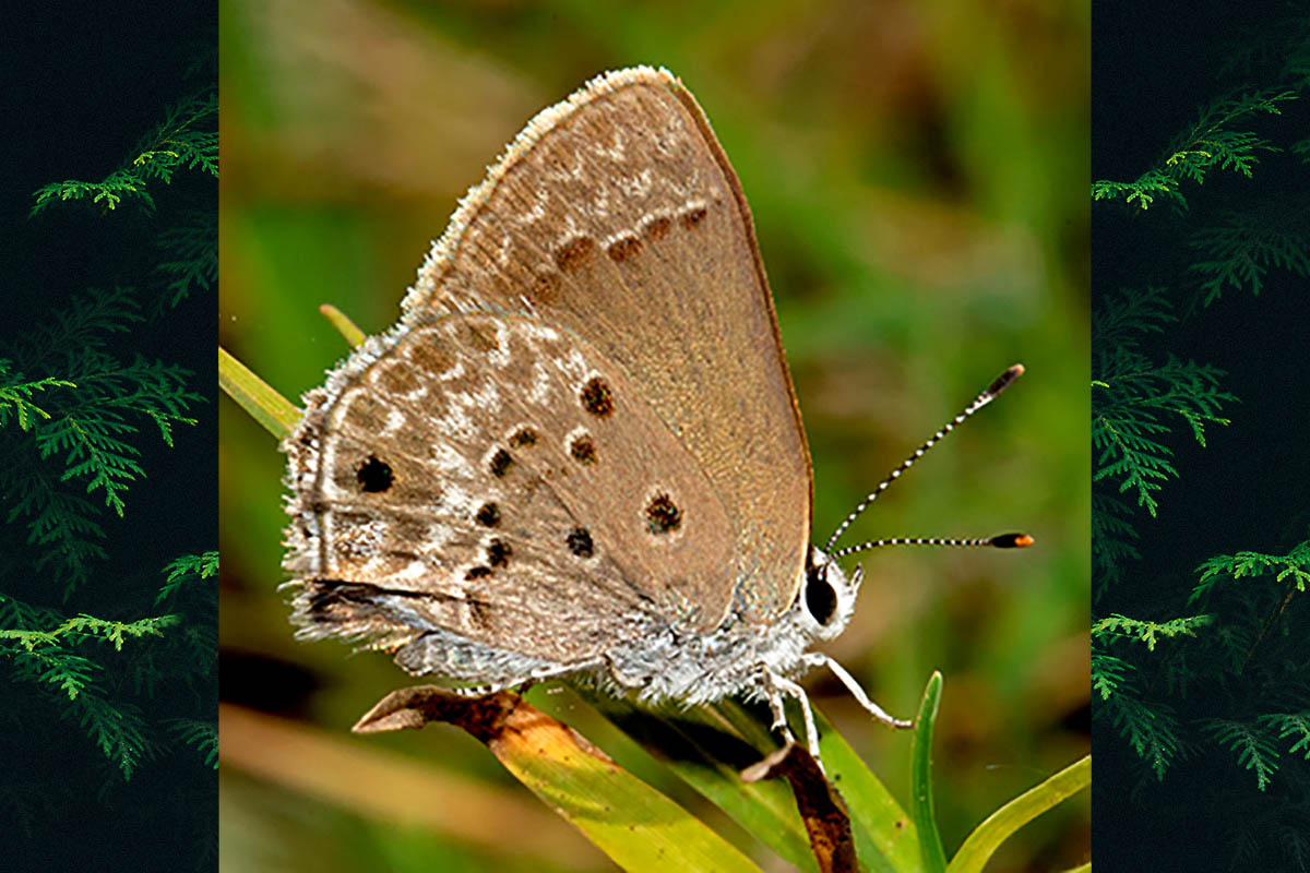 Ventral de Strymon istapa istapa