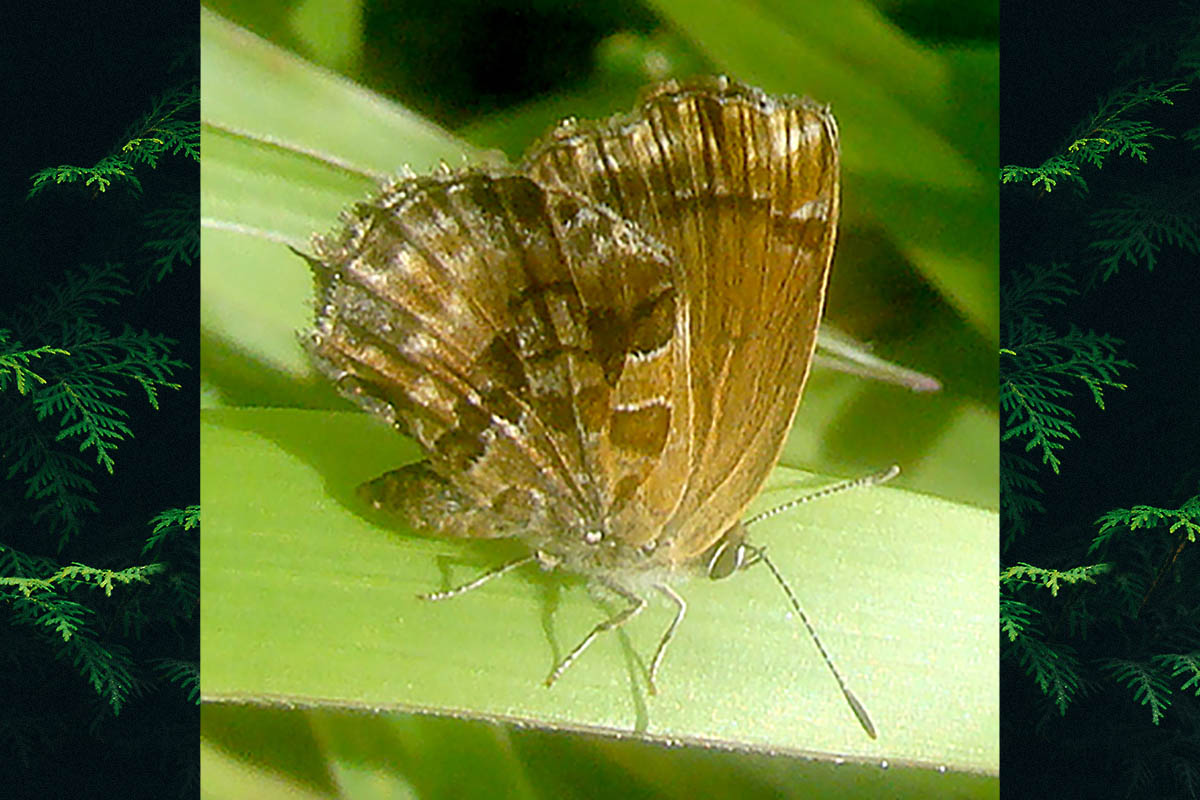 Ventral de Strymon crambusa