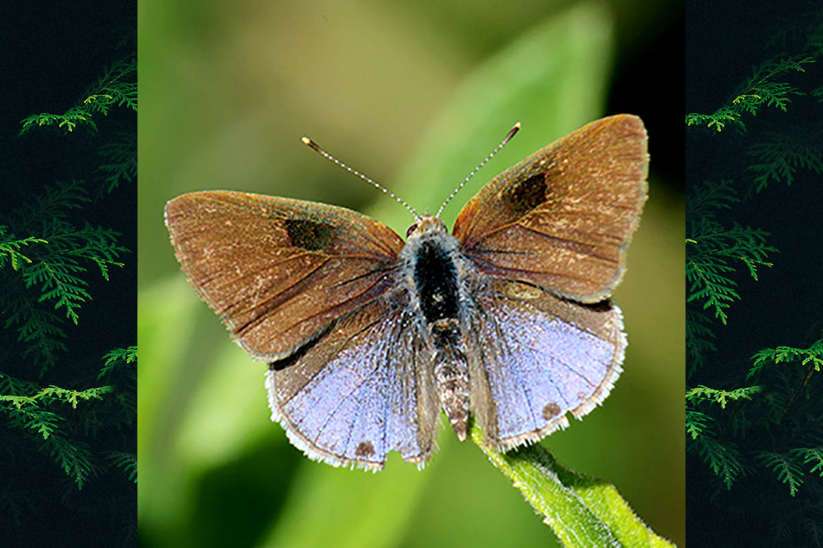 Dorsal de Strymon bazochii bazochii