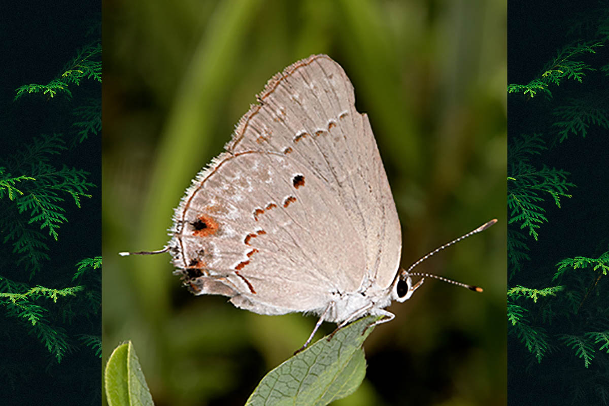 Ventral de Strymon rufofusca