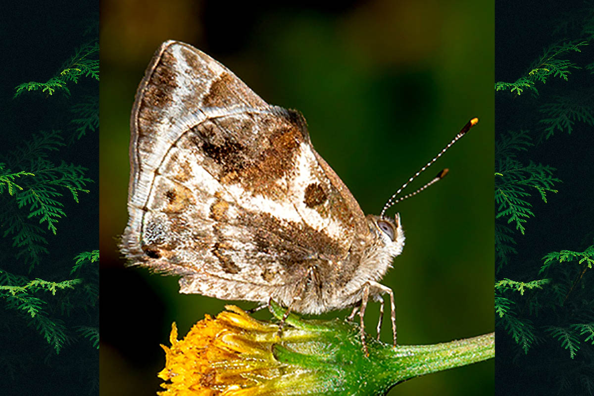Ventral de Strymon bazochii bazochii
