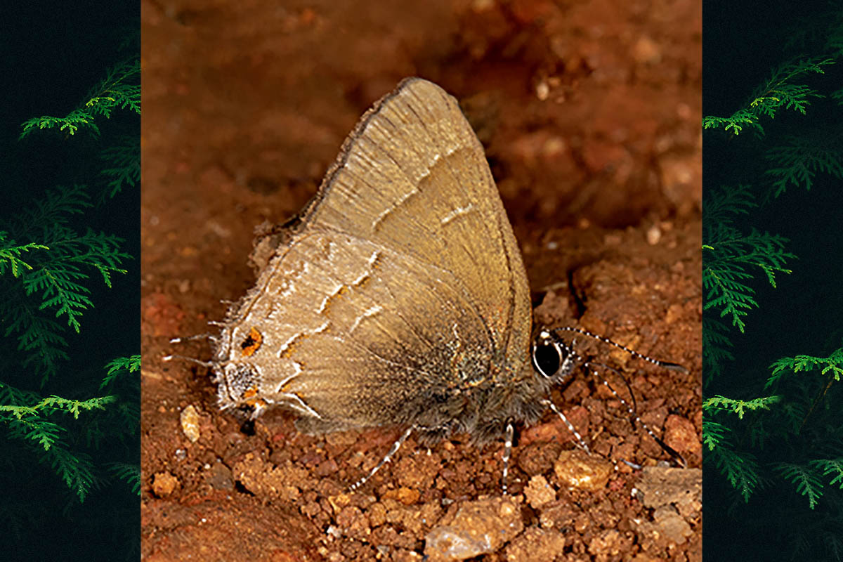 Ventral de Arzecla nubilum