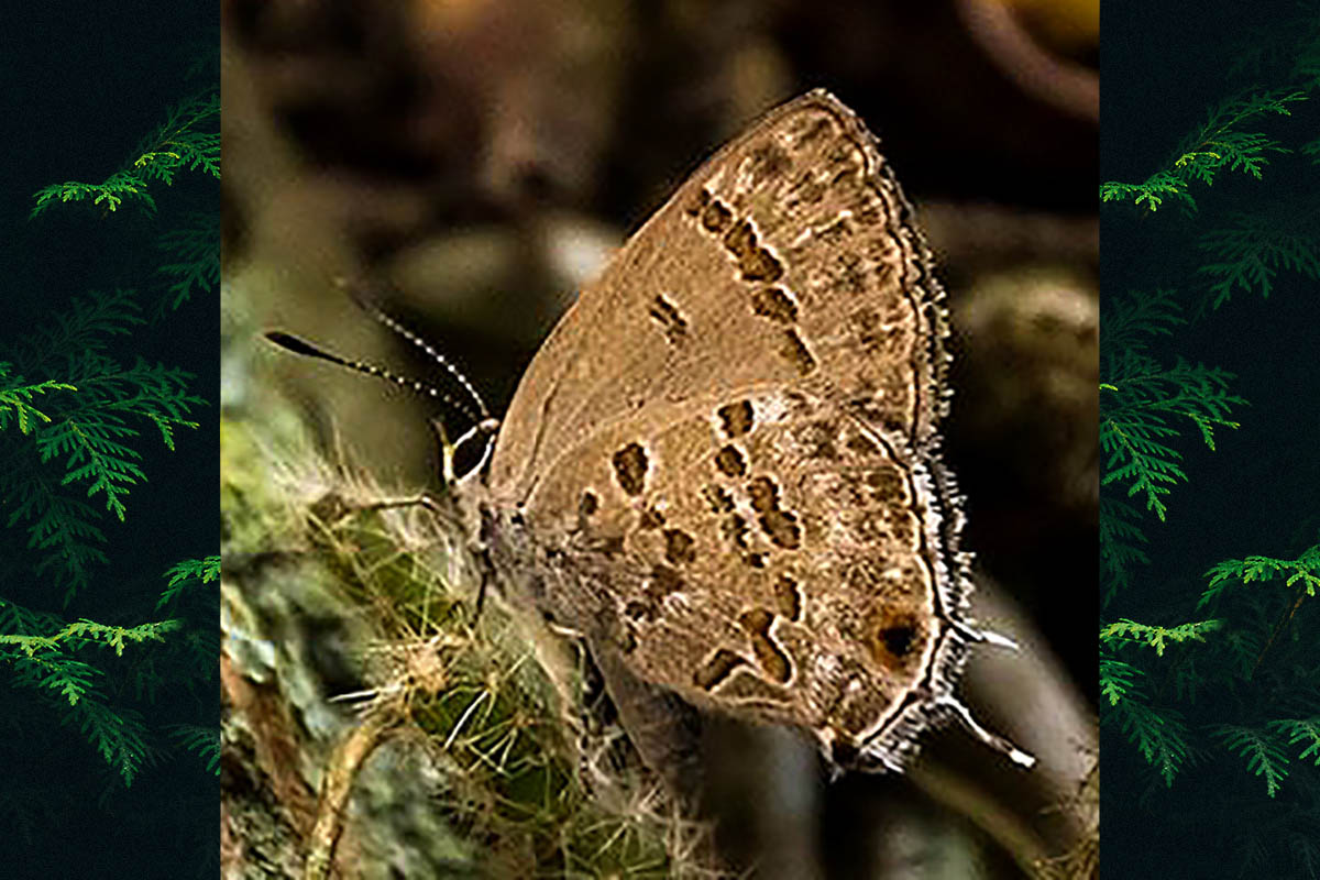 Ventral de Strymon oreala