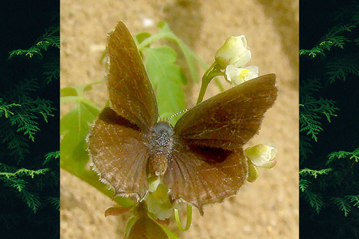 Dorsal de Strymon crambusa
