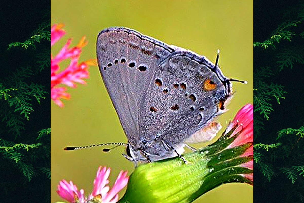 Ventral de Strymon rana