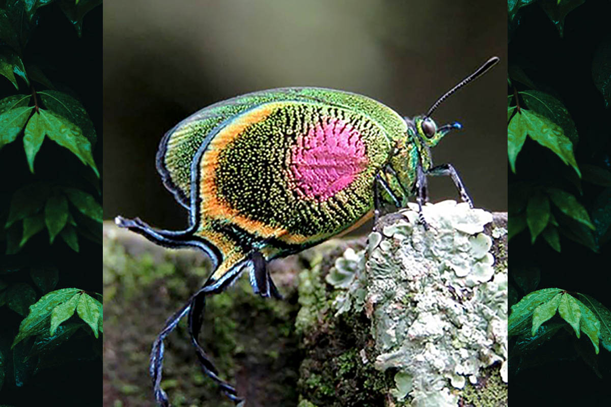 Ventral de Arcas ducalis