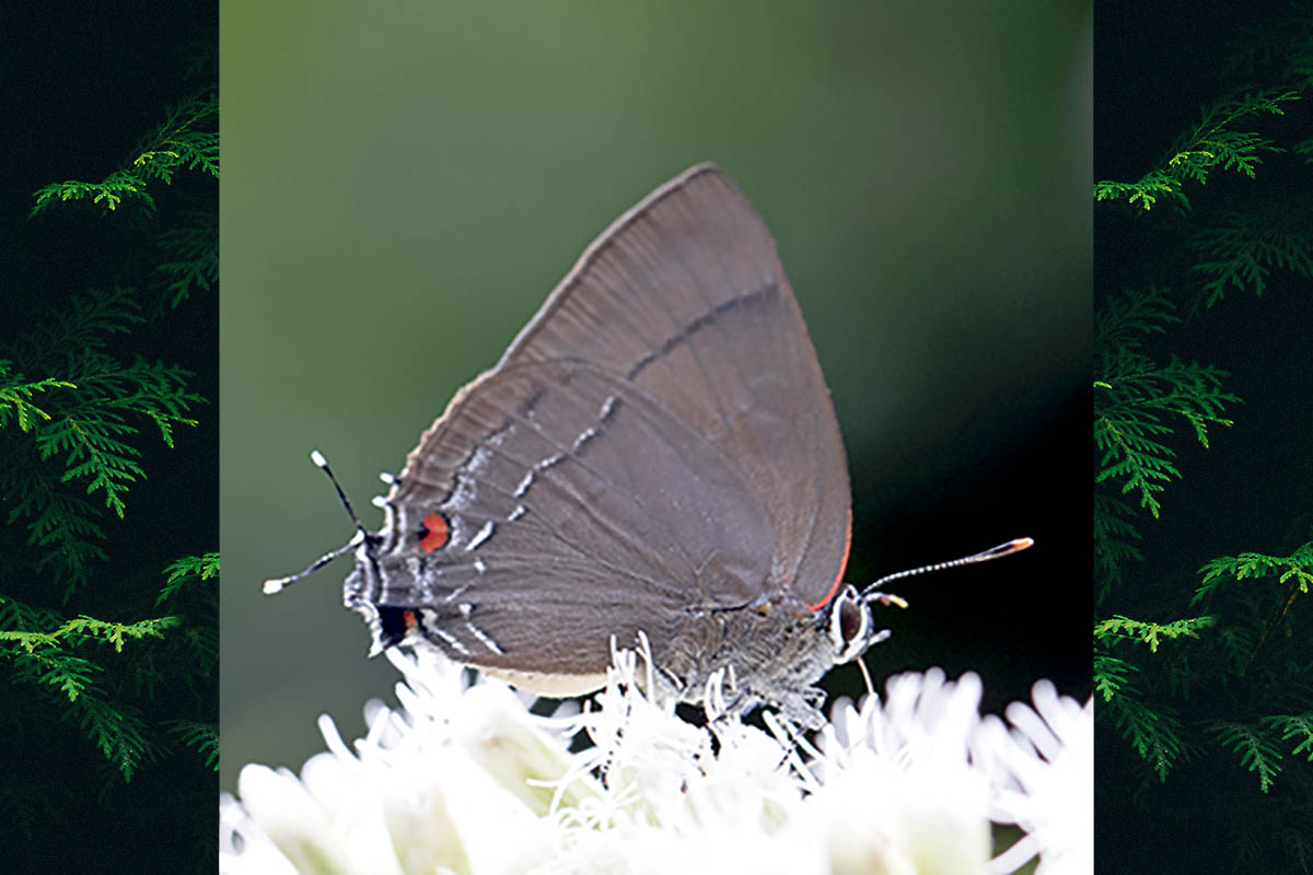 Ventral de Rekoa stagira
