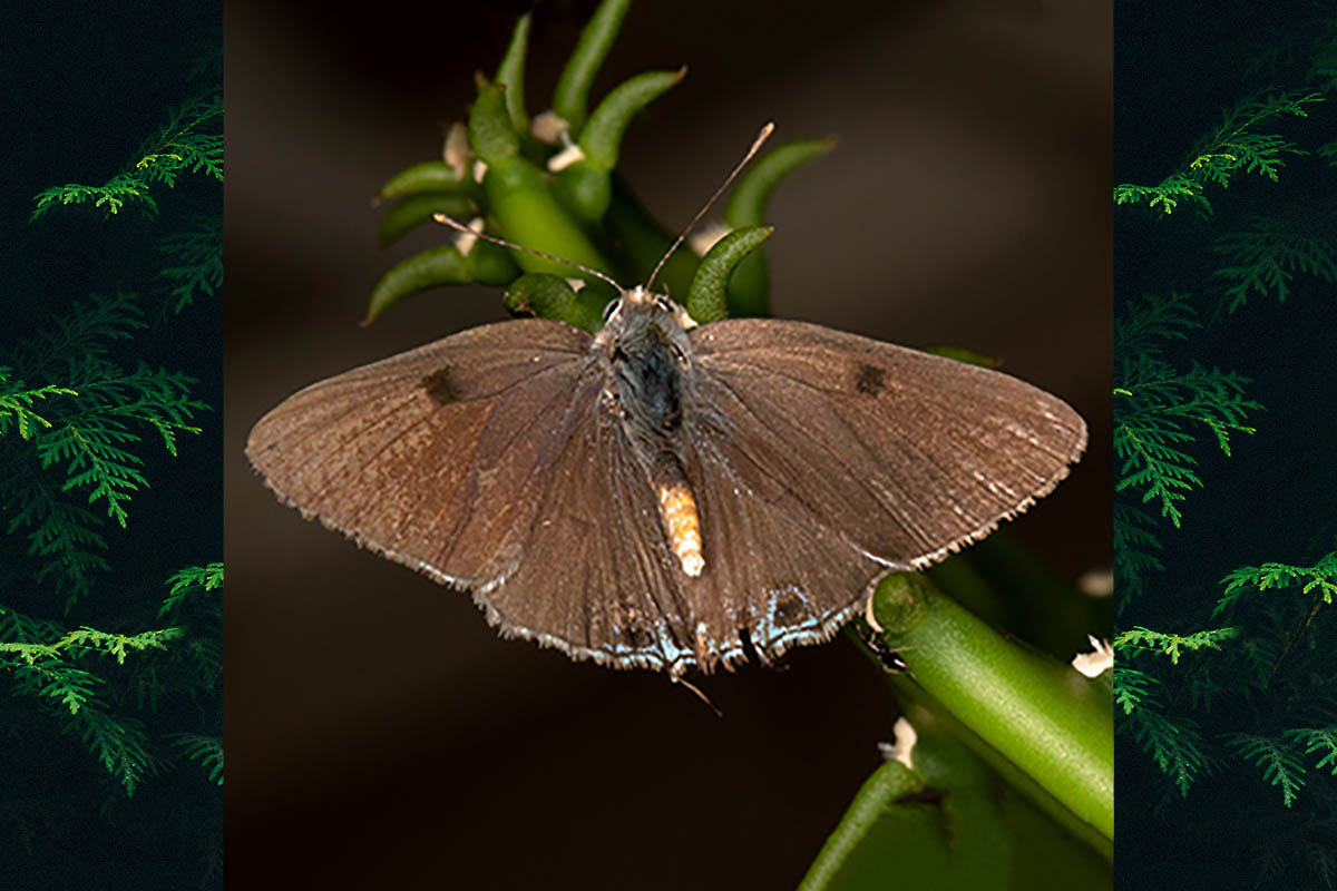 Dorsal de Strymon eurytulus