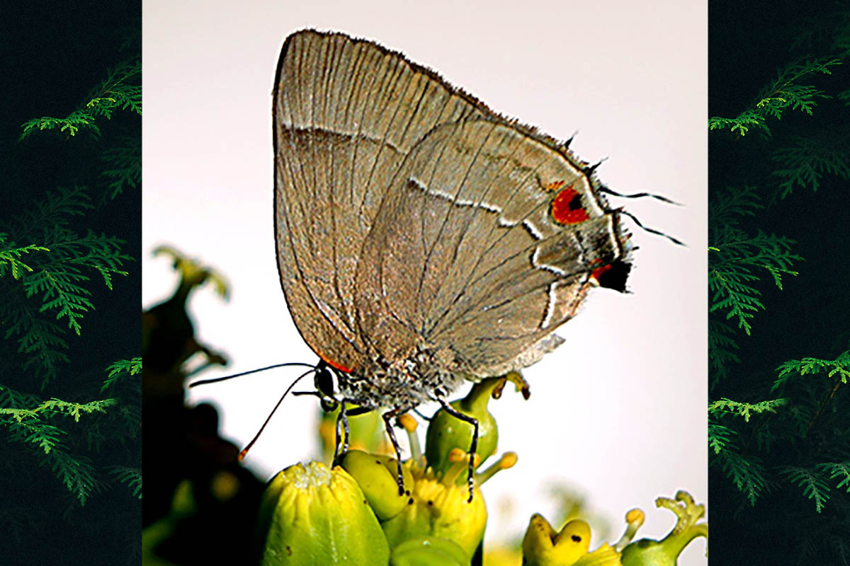 Ventral de Rekoa marius