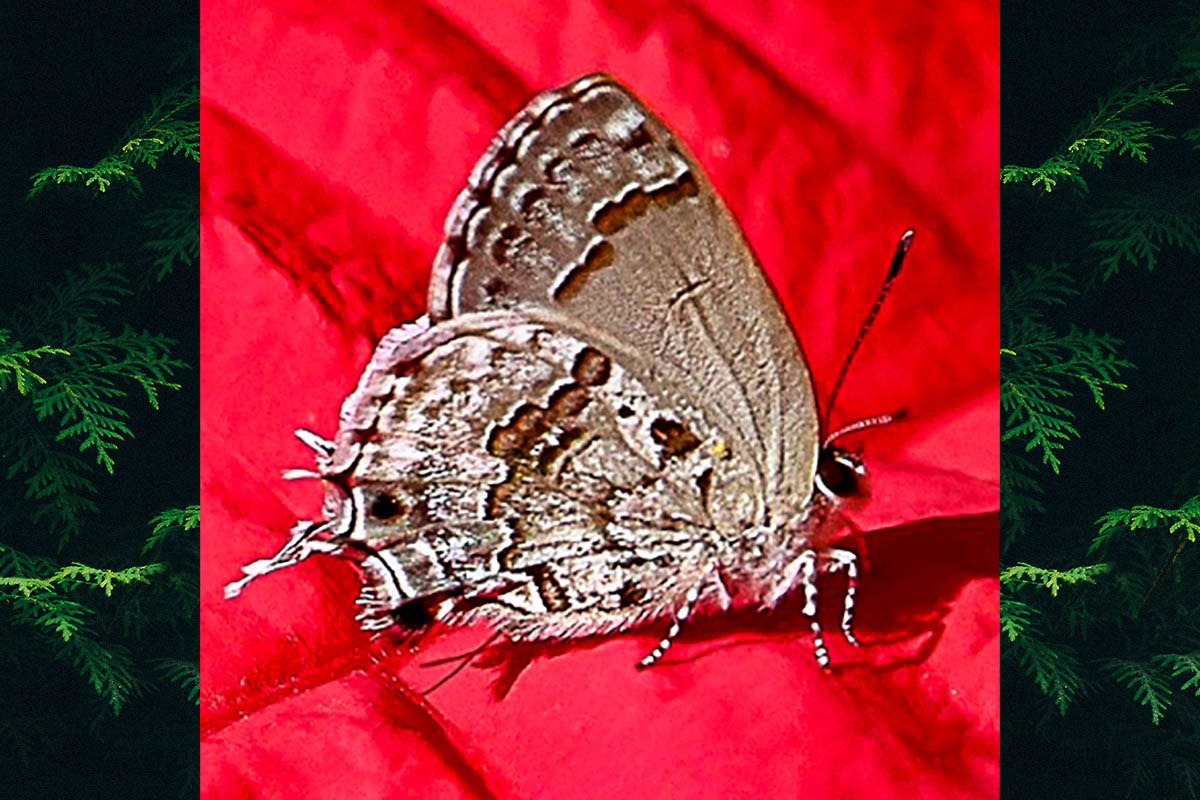 Ventral de Strymon lucena