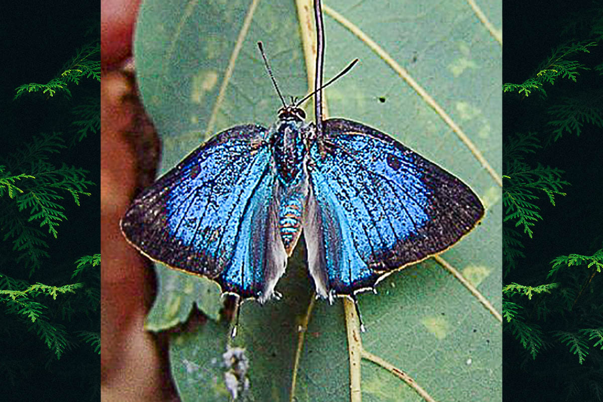 Dorsal de Oenomaus ortygnus