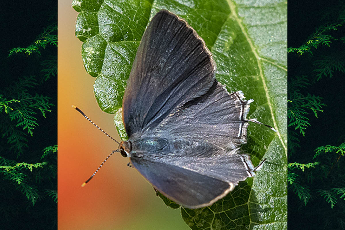 Dorsal de Tmolus echion