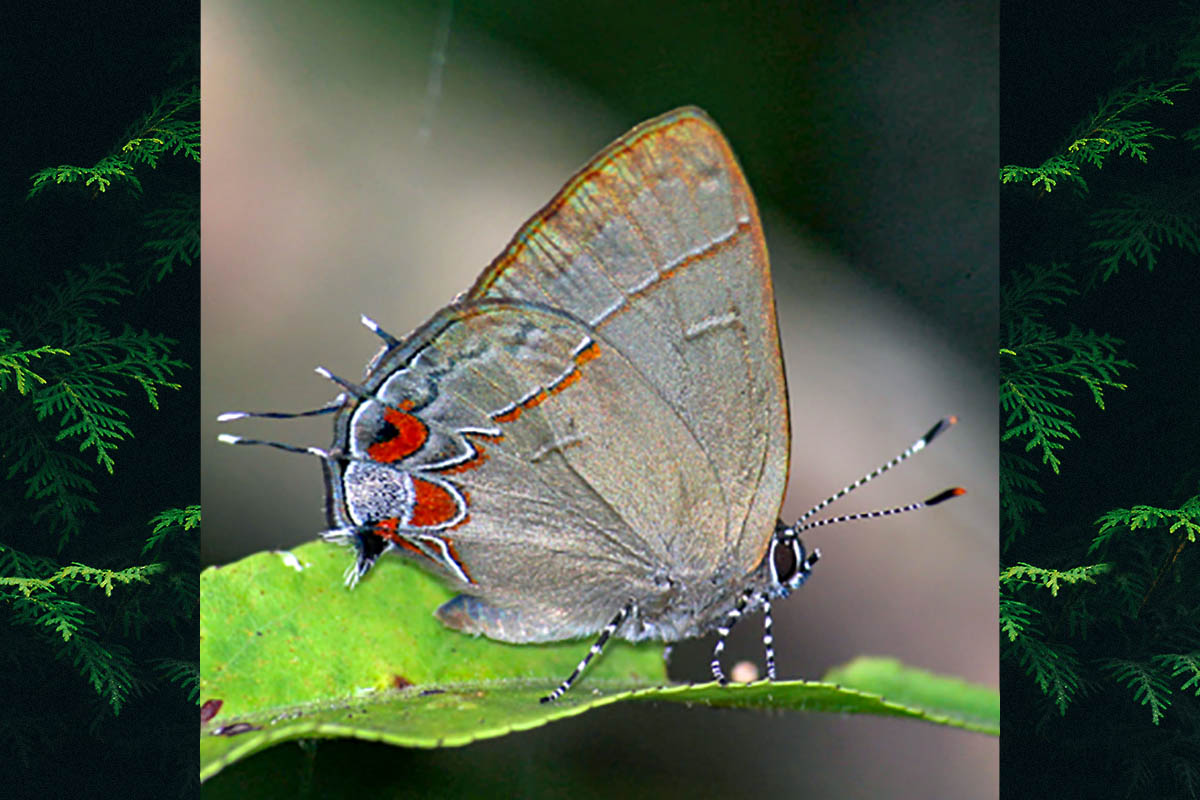 Ventral de Calycopis caulonia