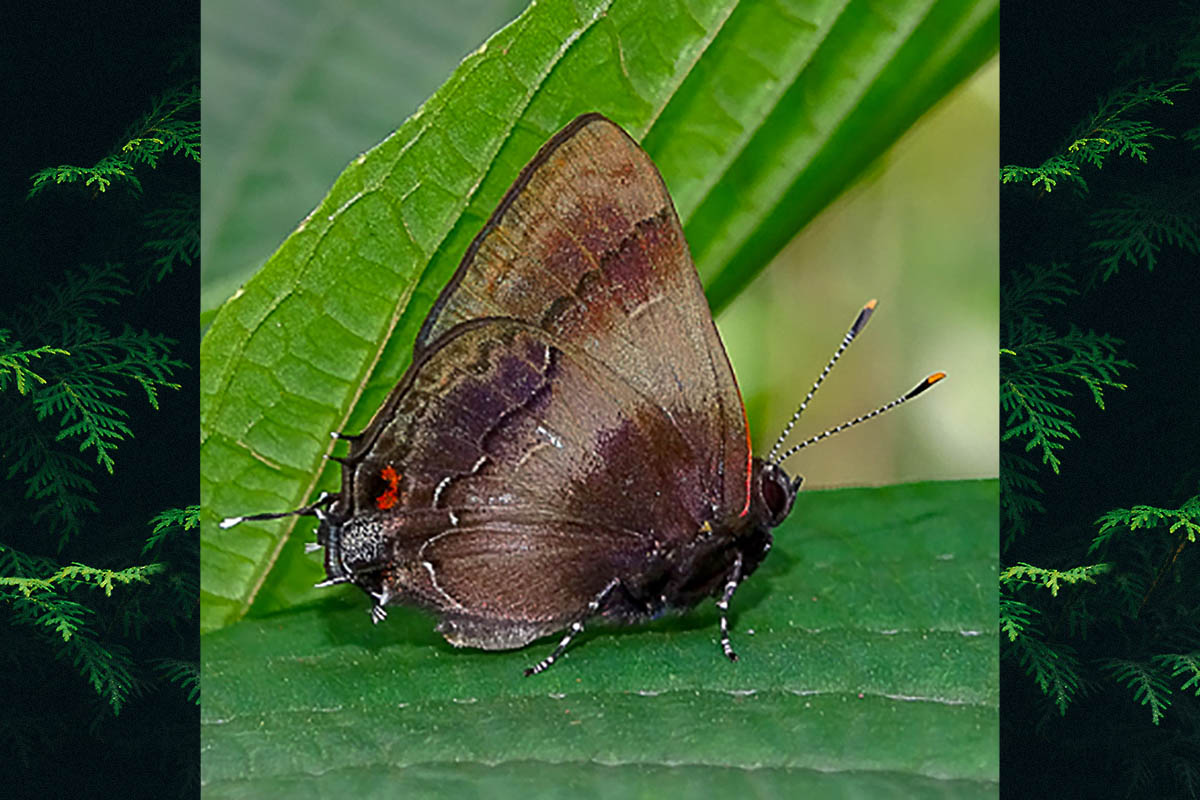 Ventral de Lamprospilus orcidia