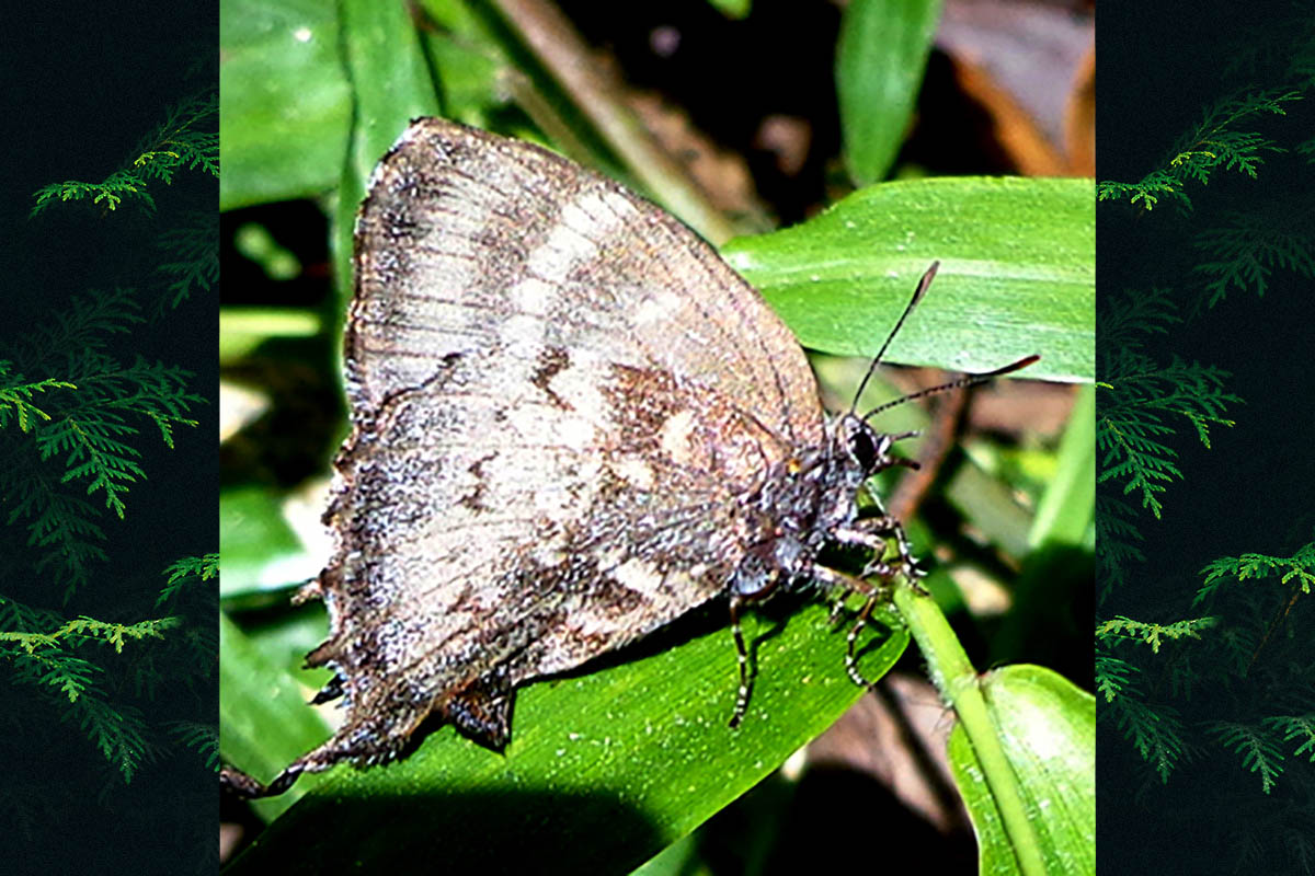 Ventral de Theritas deniva