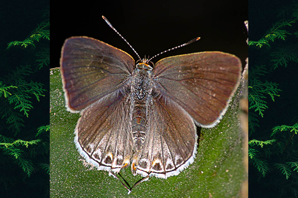 Dorsal de Strymon yojoa