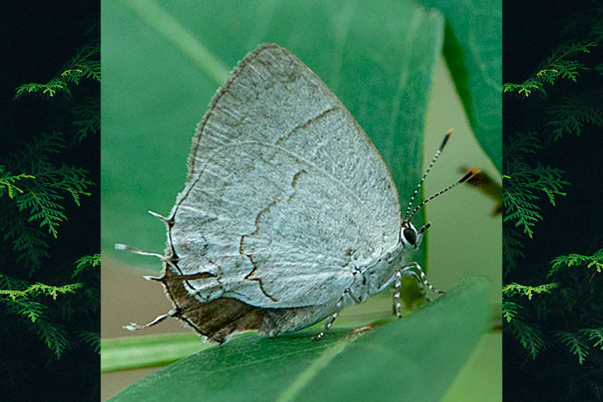 Ventral de Symbiopsis lenitas