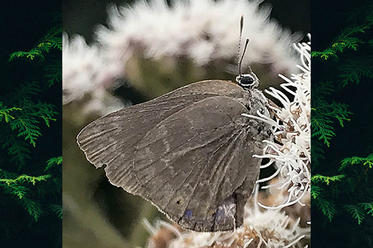 Ventral de Ignata norax