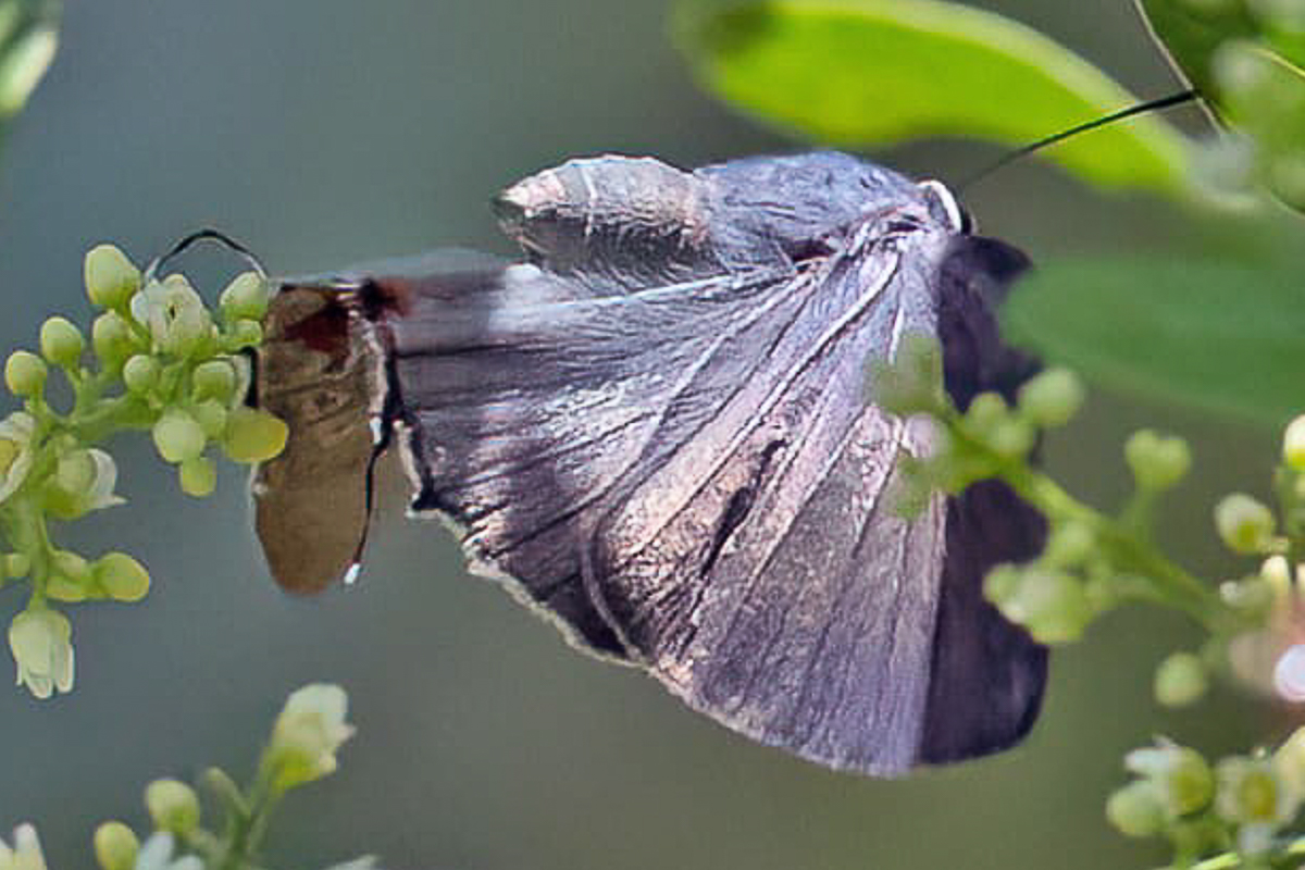 Dorsal de Kolana ergina