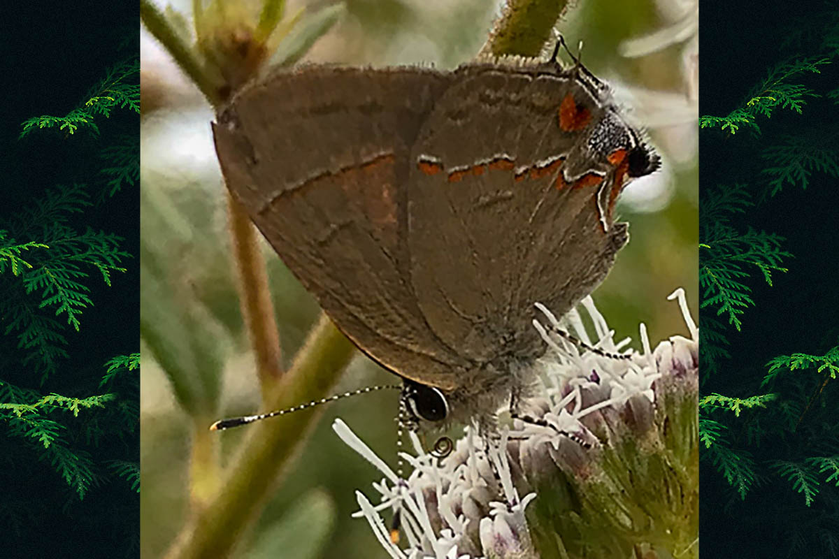 Ventral de Electrostrymon endymion