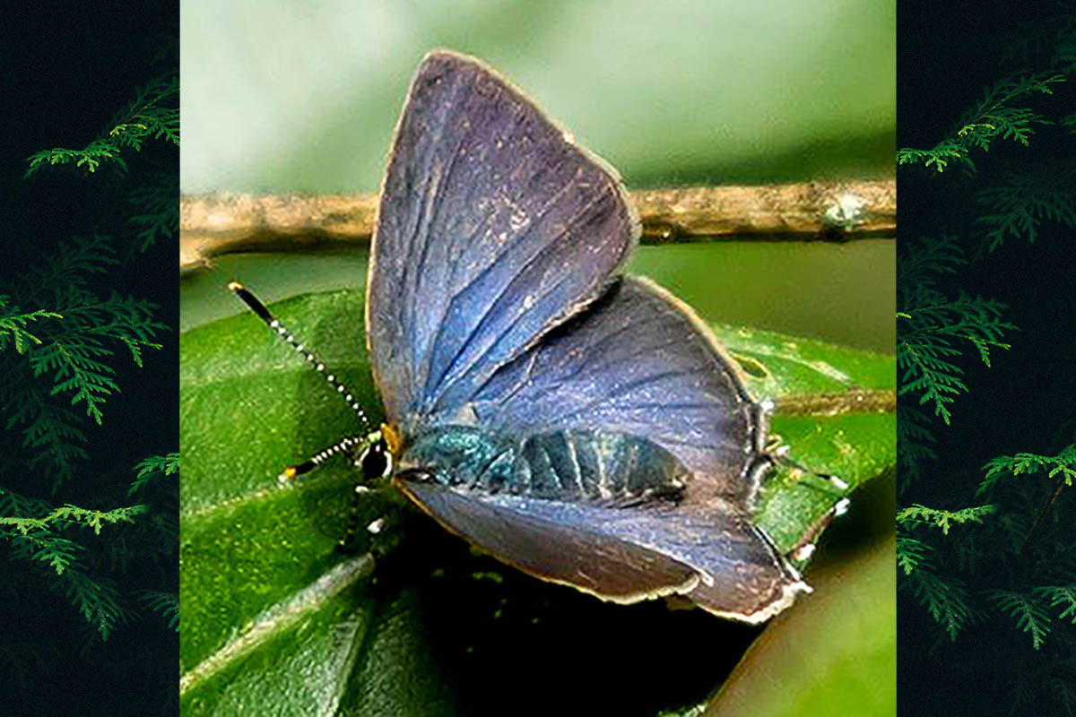 Dorsal de Erora gabina
