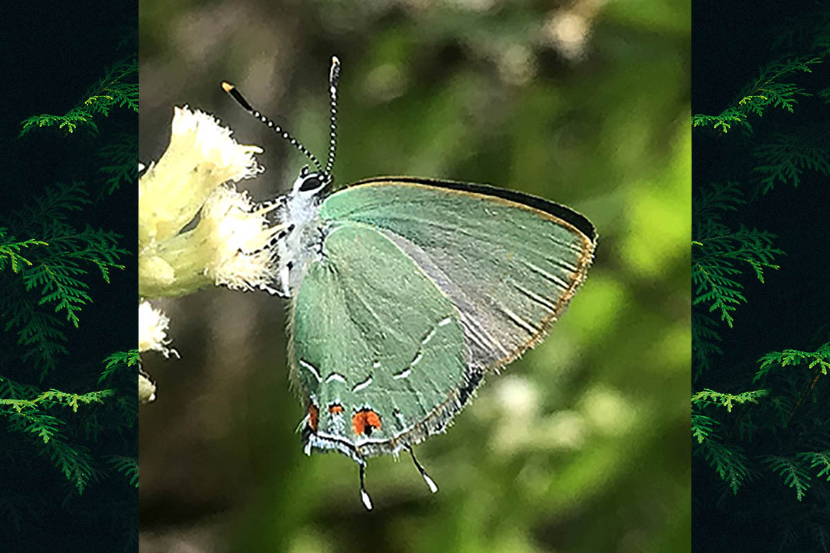 Ventral de Erora gabina
